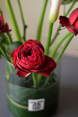 کلک نقاش با ژولیت